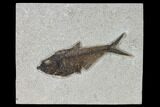 Fossil Fish (Diplomystus) - Wyoming #158554-1